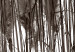 Poster Waiting for the Wind - monochromatic landscape of plants on a white background 130267 additionalThumb 9