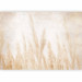 Photo Wallpaper Windy grasses - nature landscape with a delicate motif of a blowing field 143467 additionalThumb 1