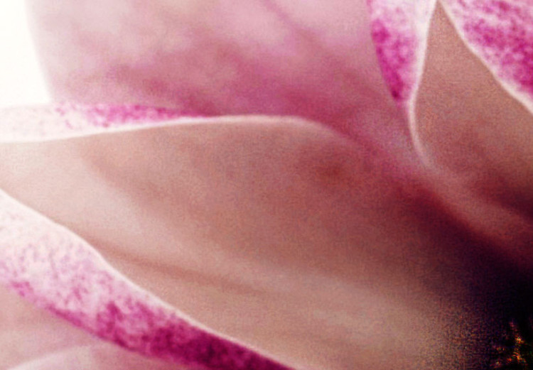 Canvas Pink flowers: magnolias 50067 additionalImage 4
