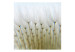 Photo Wallpaper Dandelion Forest - Dandelion Flowers Presented in a Scandinavian Style 60367 additionalThumb 1