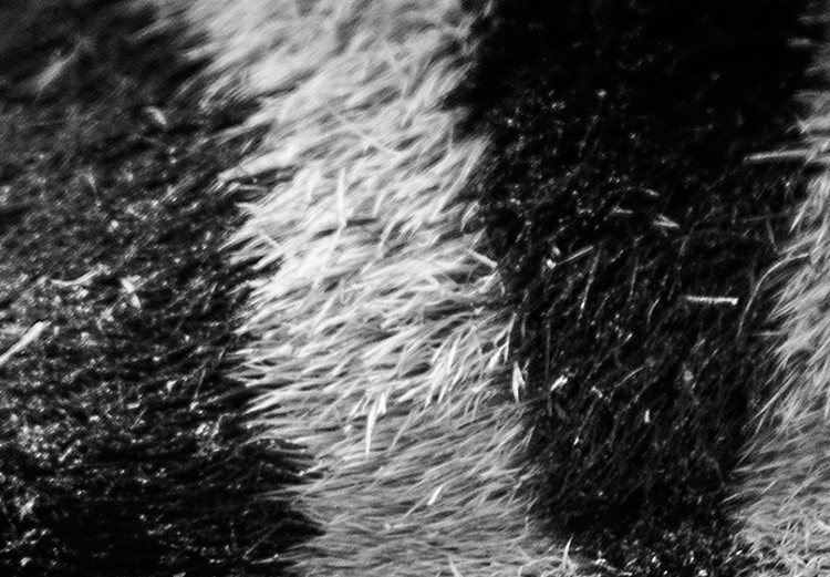 Poster Close-up of a zebra's eye - black and white composition with animal motif 114877 additionalImage 8
