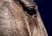 Poster Dappled Majesty - composition with a portrait of a brown horse on a black background 121977 additionalThumb 4