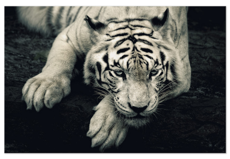 Canvas Print Calm tiger - sepia graphic with a lying tiger on a black background 128777