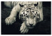 Canvas Print Calm tiger - sepia graphic with a lying tiger on a black background 128777