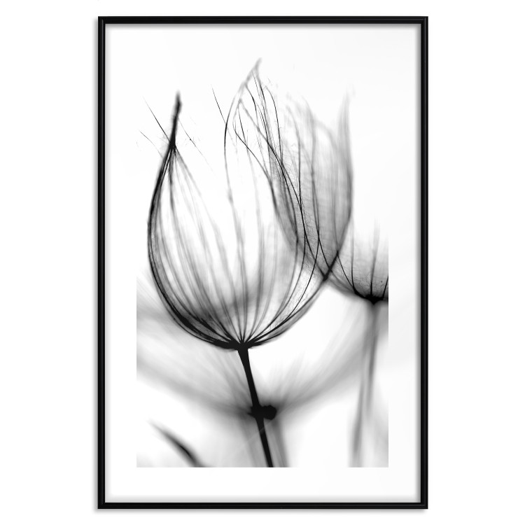 Wall Poster Dandelion in the Wind - black dandelion flower on a contrasting background 129777 additionalImage 15