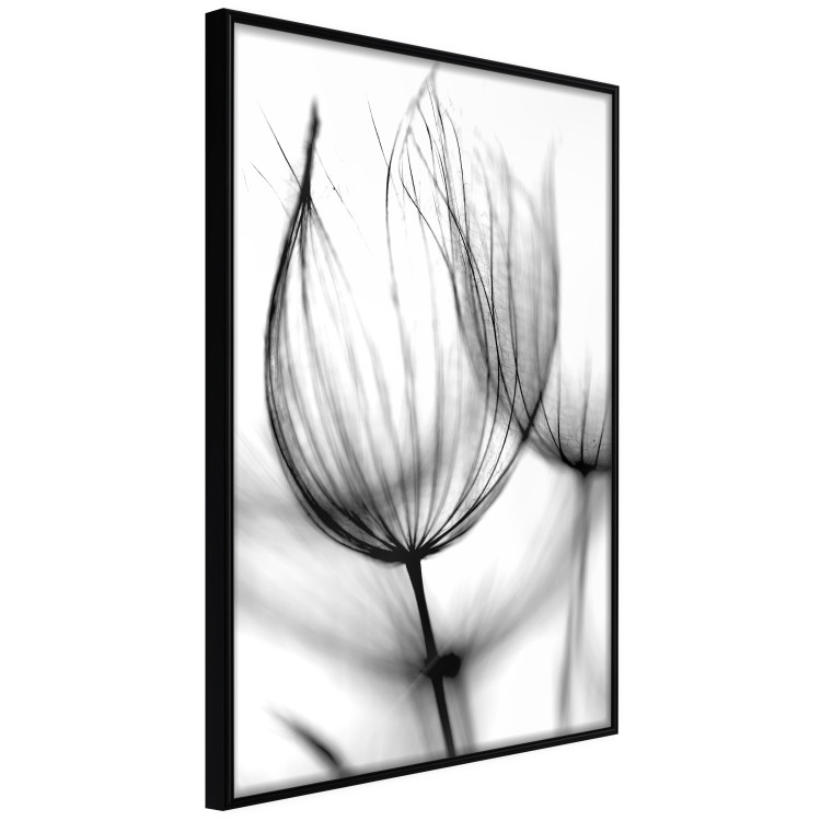 Wall Poster Dandelion in the Wind - black dandelion flower on a contrasting background 129777 additionalImage 13