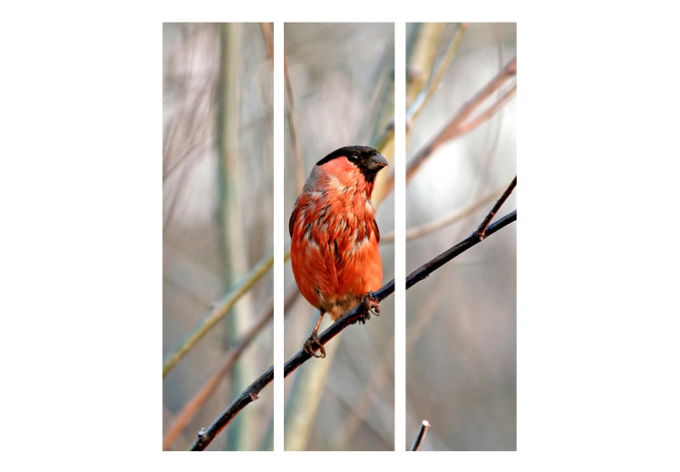 Room Divider Bullfinch in the Forest (3-piece) - red bird among tree branches 133377 additionalImage 3