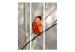 Room Divider Bullfinch in the Forest (3-piece) - red bird among tree branches 133377 additionalThumb 3