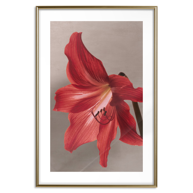 Poster Red Flower - vibrant colorful flower on a contrasting background 137977 additionalImage 5