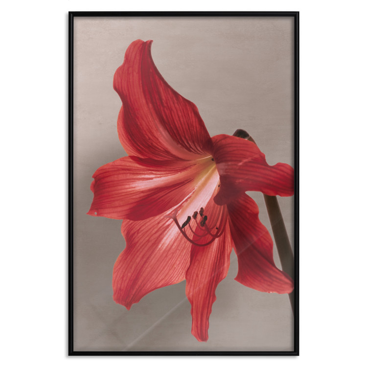 Poster Red Flower - vibrant colorful flower on a contrasting background 137977 additionalImage 9