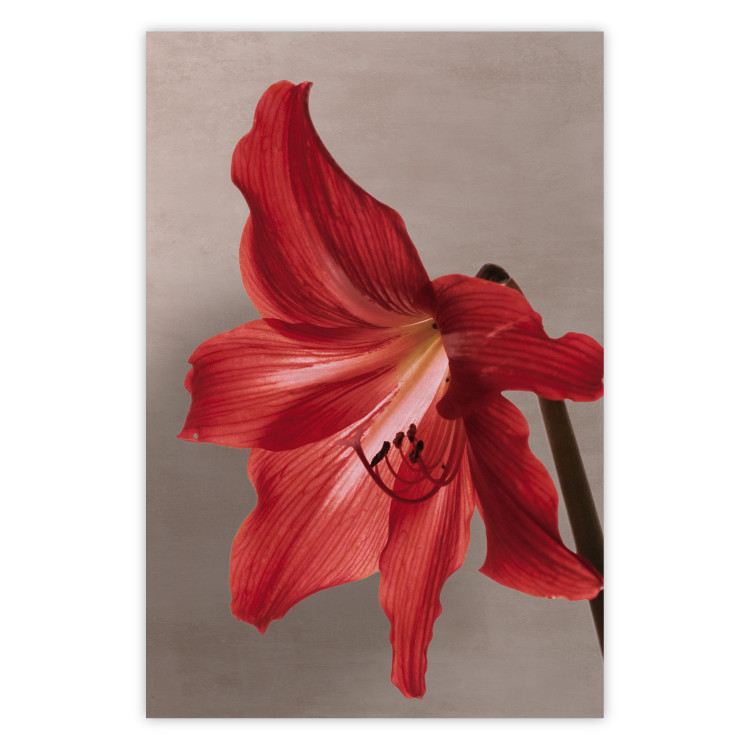 Poster Red Flower - vibrant colorful flower on a contrasting background 137977