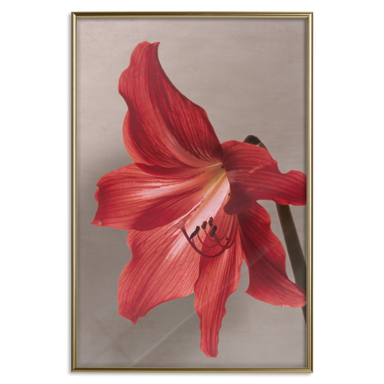 Poster Red Flower - vibrant colorful flower on a contrasting background 137977 additionalImage 6