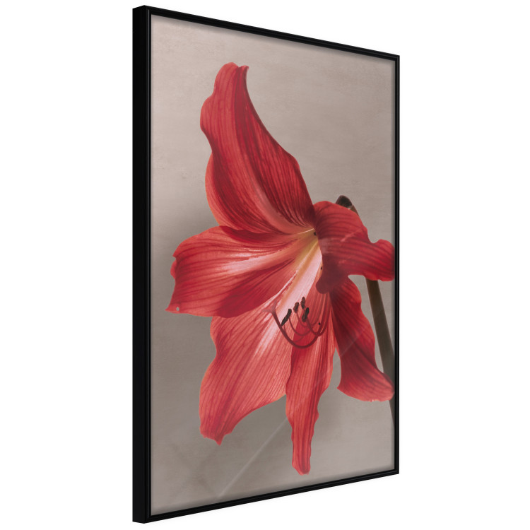 Poster Red Flower - vibrant colorful flower on a contrasting background 137977 additionalImage 16