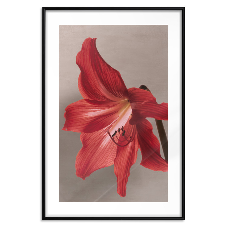 Poster Red Flower - vibrant colorful flower on a contrasting background 137977 additionalImage 7