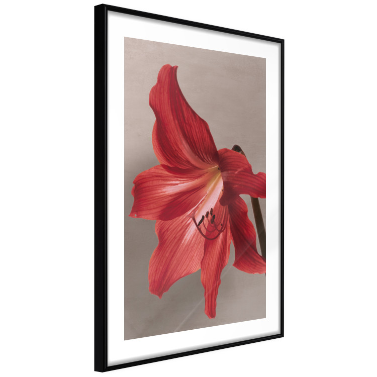 Poster Red Flower - vibrant colorful flower on a contrasting background 137977 additionalImage 4