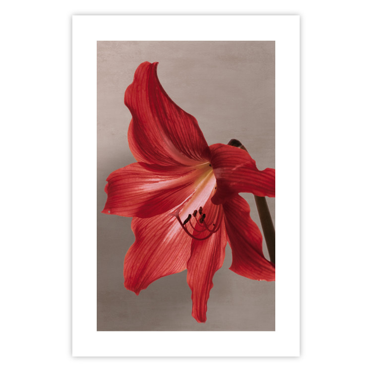 Poster Red Flower - vibrant colorful flower on a contrasting background 137977 additionalImage 8