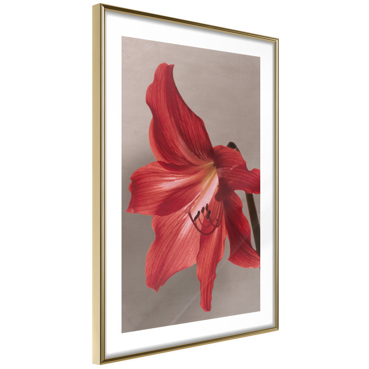 Poster Red Flower - vibrant colorful flower on a contrasting background 137977 additionalImage 3