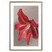 Poster Red Flower - vibrant colorful flower on a contrasting background 137977 additionalThumb 5