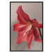 Poster Red Flower - vibrant colorful flower on a contrasting background 137977 additionalThumb 9