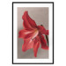 Poster Red Flower - vibrant colorful flower on a contrasting background 137977 additionalThumb 7