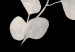 Wall Poster Eucalyptus Twig - Minimalist Plant on a Dark Background 146177 additionalThumb 2