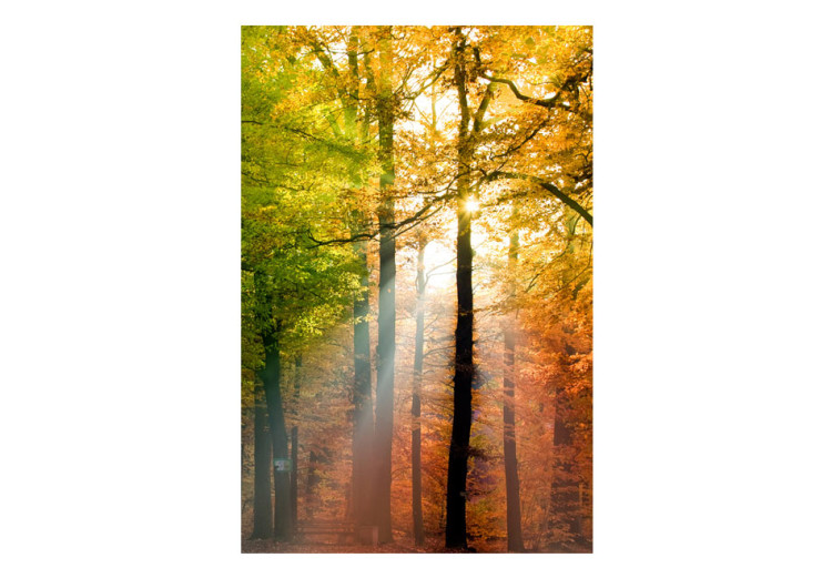 Photo Wallpaper Autumn Forest - Sunny Forest Landscape with Trees and Colourful Leaves 60277 additionalImage 1