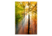 Photo Wallpaper Autumn Forest - Sunny Forest Landscape with Trees and Colourful Leaves 60277 additionalThumb 1