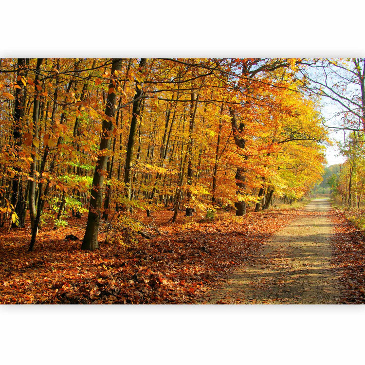 Wall Mural Forest - Forest Path Surrounded by Autumn Trees with Colourful Leaves 60577 additionalImage 1