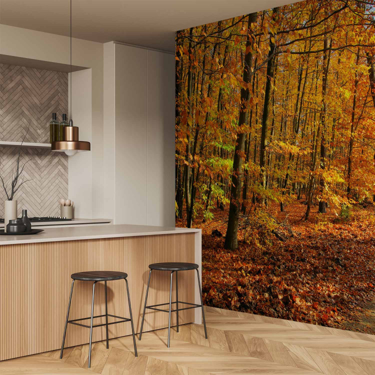 Wall Mural Forest - Forest Path Surrounded by Autumn Trees with Colourful Leaves 60577 additionalImage 7
