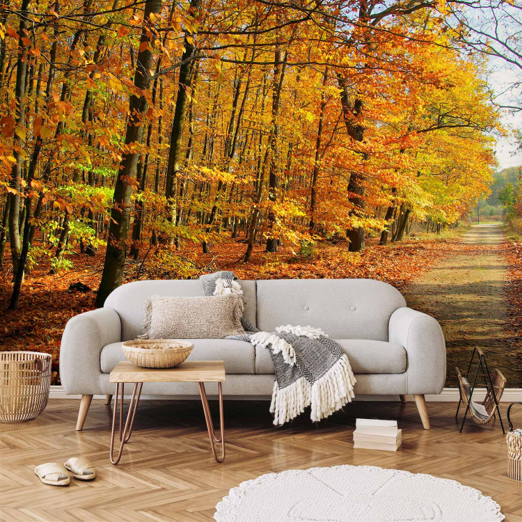 Wall Mural Forest - Forest Path Surrounded by Autumn Trees with Colourful Leaves 60577