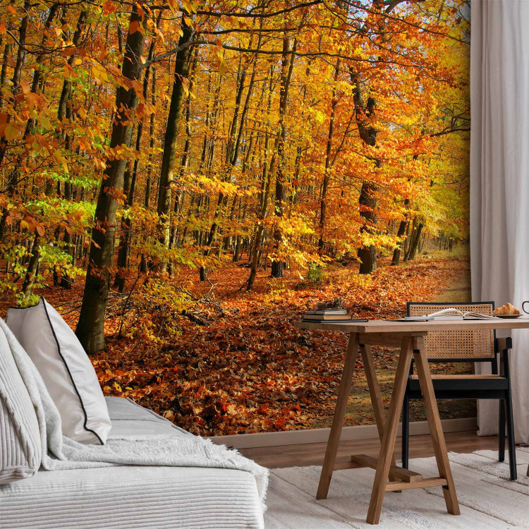 Wall Mural Forest - Forest Path Surrounded by Autumn Trees with Colourful Leaves 60577 additionalImage 4