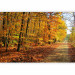 Wall Mural Forest - Forest Path Surrounded by Autumn Trees with Colourful Leaves 60577 additionalThumb 1