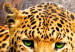 Canvas Print Leopard Relaxation 92277 additionalThumb 5