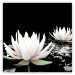 Poster Lotus Flowers - summer composition with white petals and leaves in a zen style 121887