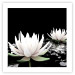 Poster Lotus Flowers - summer composition with white petals and leaves in a zen style 121887 additionalThumb 25