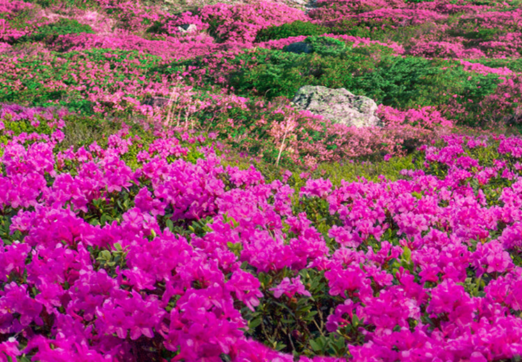 Large canvas print Alpine Rhododendrons II [Large Format] 125387 additionalImage 4