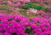Large canvas print Alpine Rhododendrons II [Large Format] 125387 additionalThumb 4