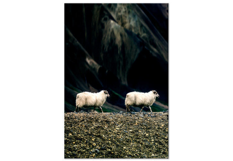 Canvas Print Follow Me! (1-piece) Vertical - photograph of two white animals 130287