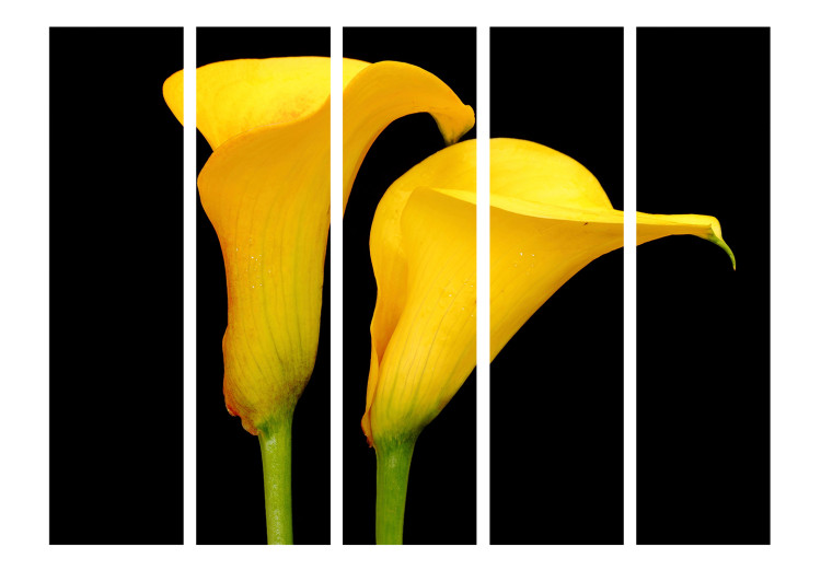 Folding Screen Two Yellow Callas on Black Background II (5-piece) - flower composition 132887 additionalImage 3
