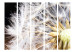 Room Divider Screen Fluffy Dandelion II (5-piece) - light plant against black 132987 additionalThumb 3