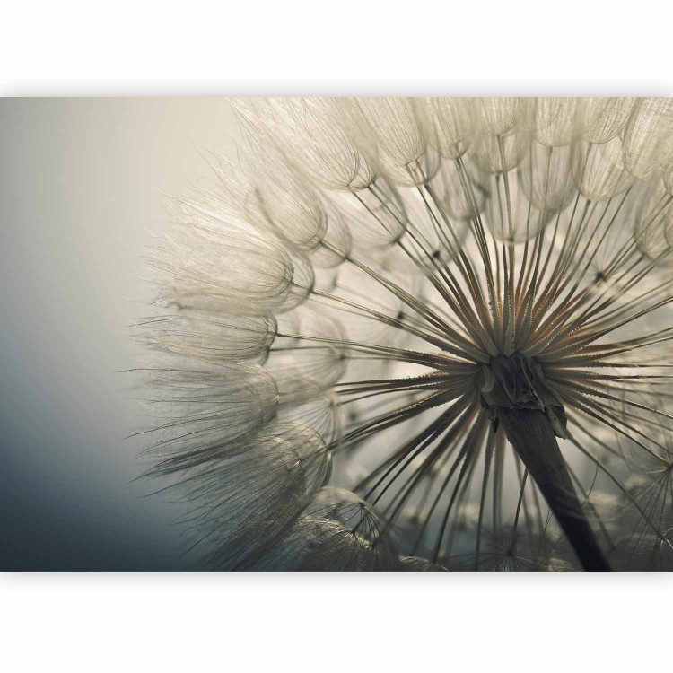 Photo Wallpaper Plant motif - dandelion flower approximation in cool tones 134887 additionalImage 1