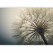 Photo Wallpaper Plant motif - dandelion flower approximation in cool tones 134887 additionalThumb 1