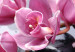 Canvas Orchids more beautiful than ever 58687 additionalThumb 4