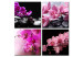 Canvas Orchids more beautiful than ever 58687