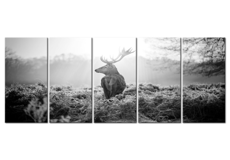 Canvas Print A deer on a walk - the stature of an animal in the morning sun 105897
