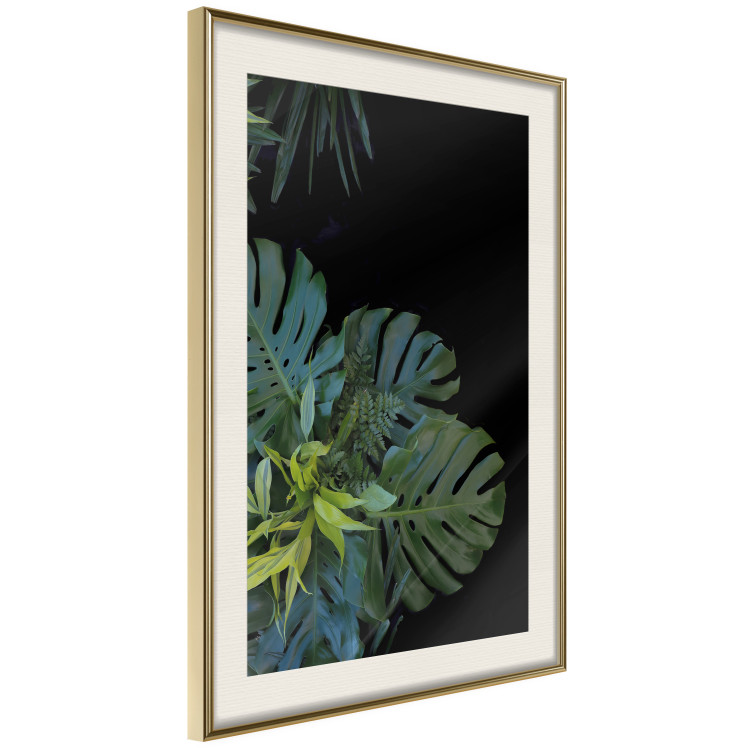 Wall Poster Monstera - Botanical composition of tropical leaves on a black background 114197 additionalImage 3