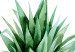 Wall Poster Pineapple - composition with a tropical fruit on a solid white background 114297 additionalThumb 10