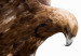 Poster Eagle - Predatory bird and brown paint on a solid background 114397 additionalThumb 9