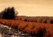 Canvas River in sepia - riverside landscape with sun and clouds background 124497 additionalThumb 5
