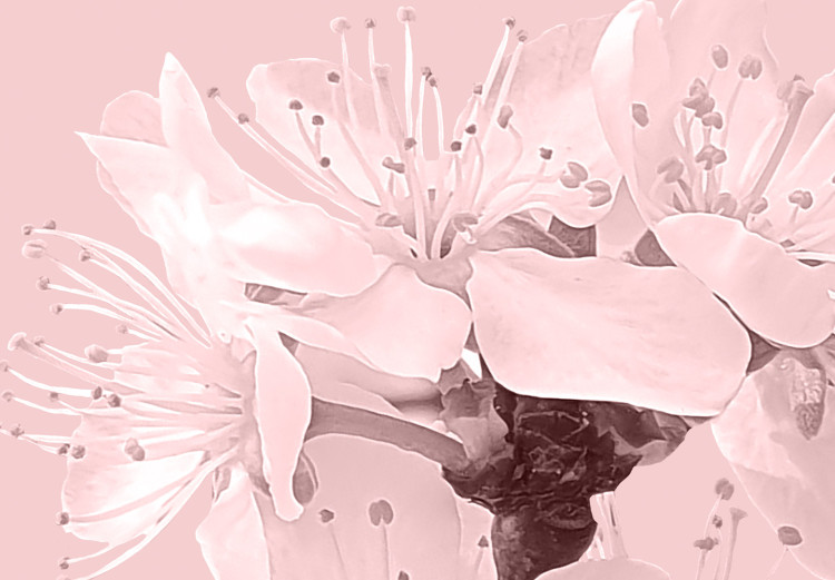 Poster In Bloom - pink plant composition with flowers on solid background 127897 additionalImage 9